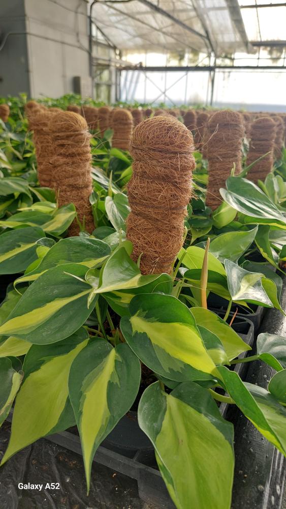 PHILODENDRON BRASIL H30 CP17