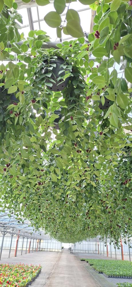 COLUMNEA LOBBIANUS BASKET BK20