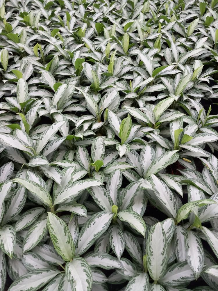 AGLAONEMA S. BAY 2P VP17