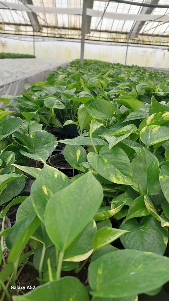 SCINDAPSUS AUREUS CP17