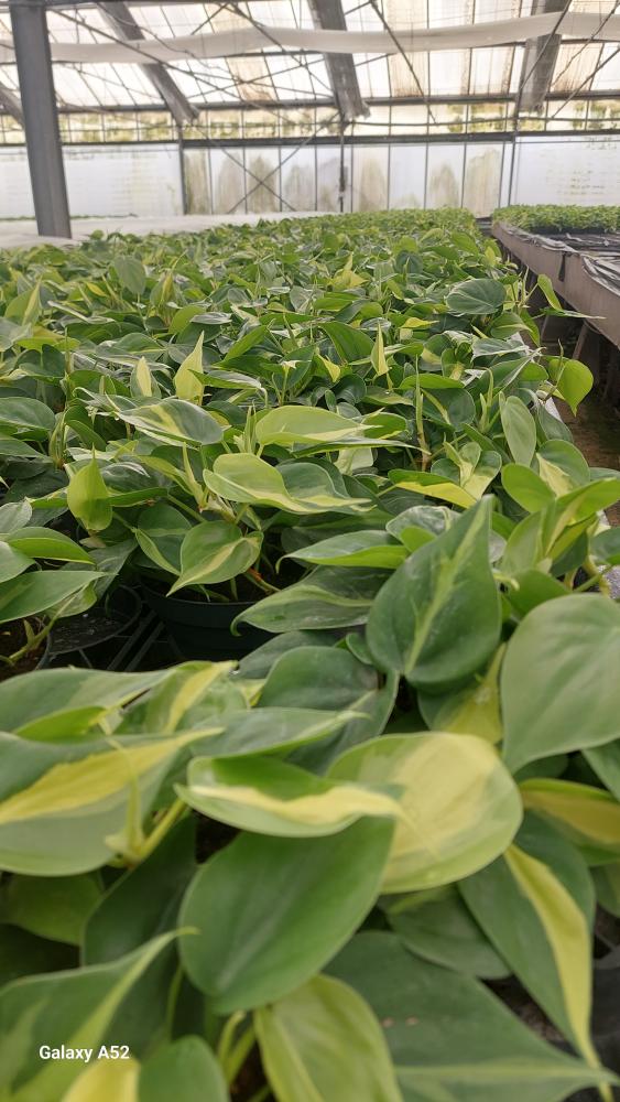 PHILODENDRON BRASIL CP17