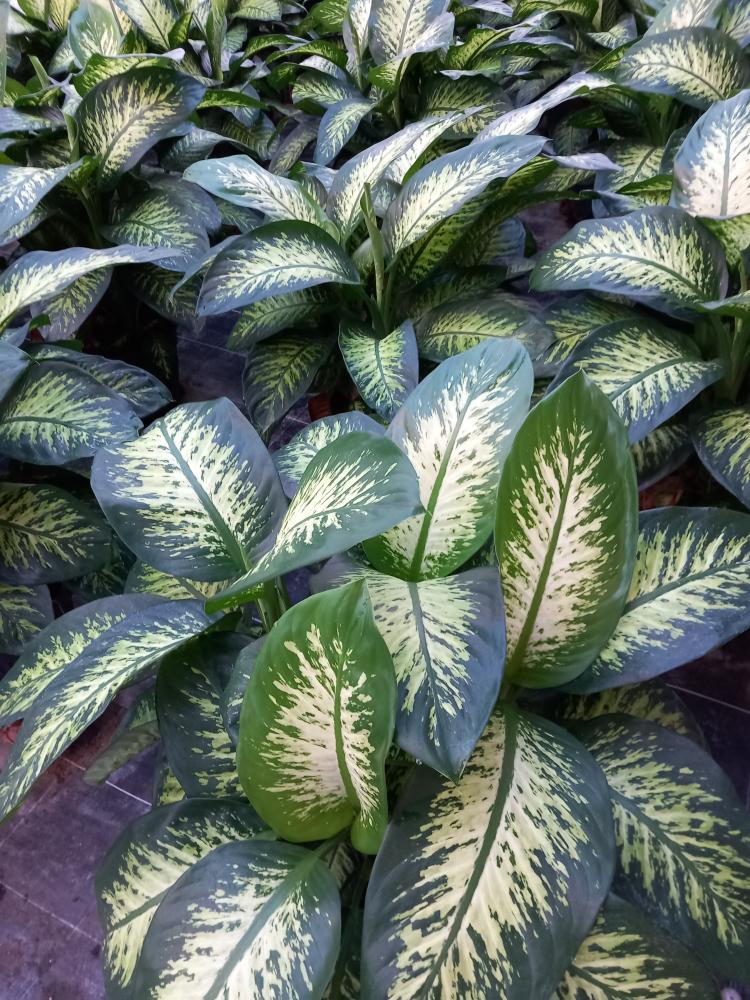 DIEFF. TROPIC SNOW VP35
