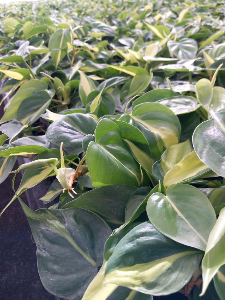 PHILODENDRON BRASIL VP12