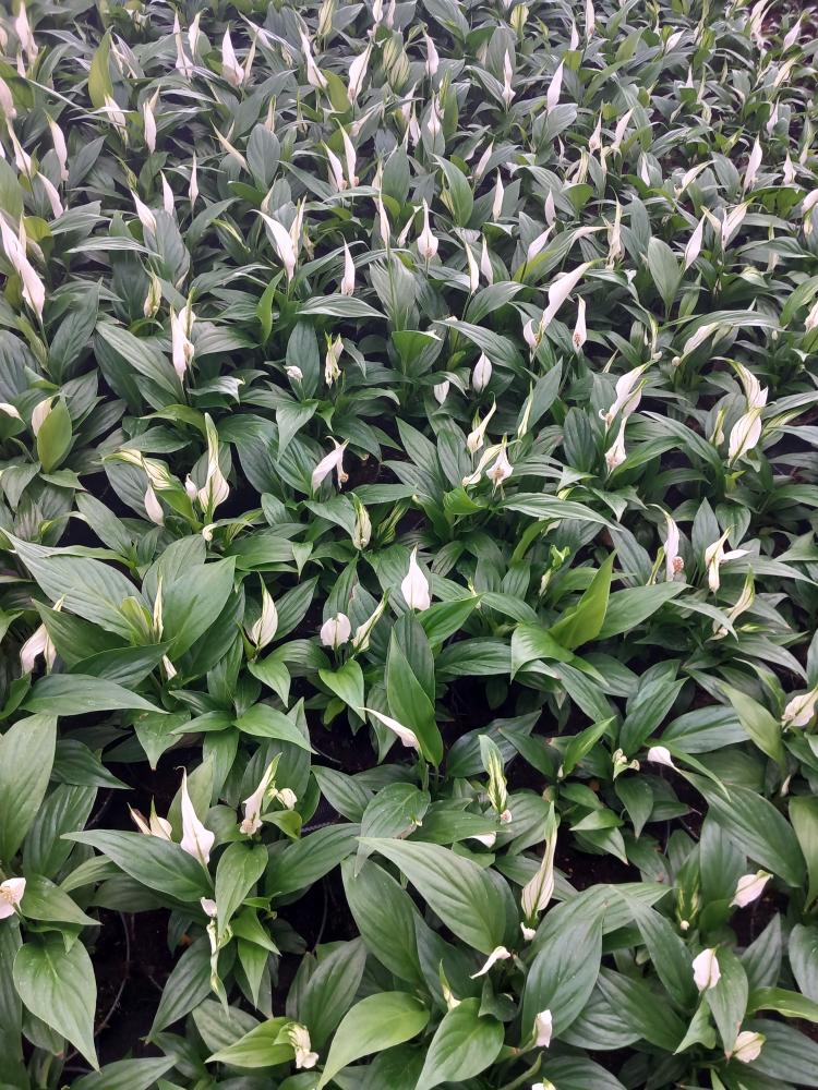 SPATIPHYLLUM PEARL CP17