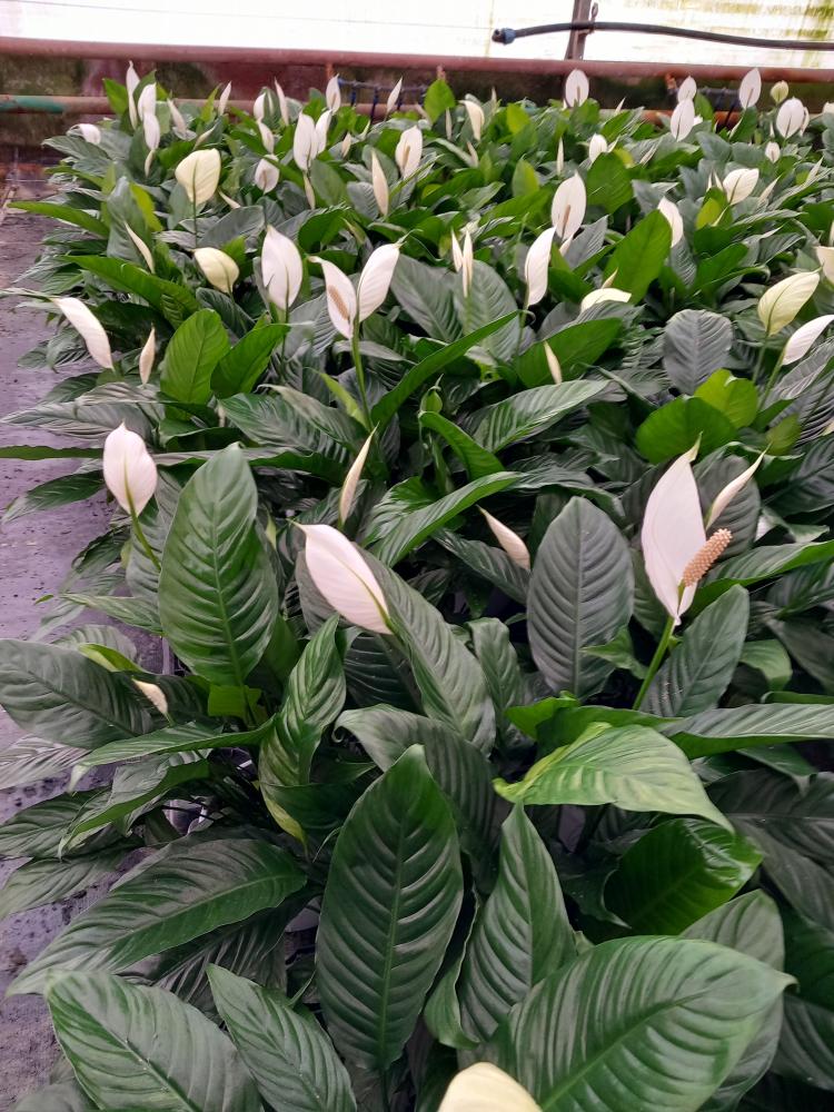 SPATHIPHYLLUM MARTINA 3P BK25