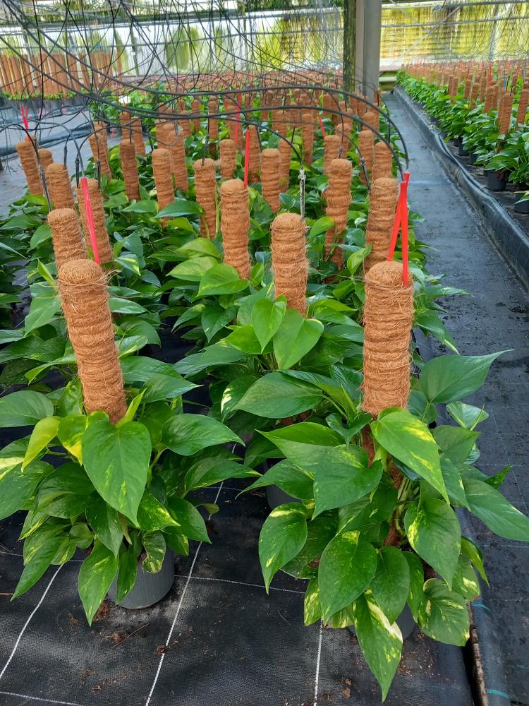 SCINDAPSUS AUREUS H60 VP17