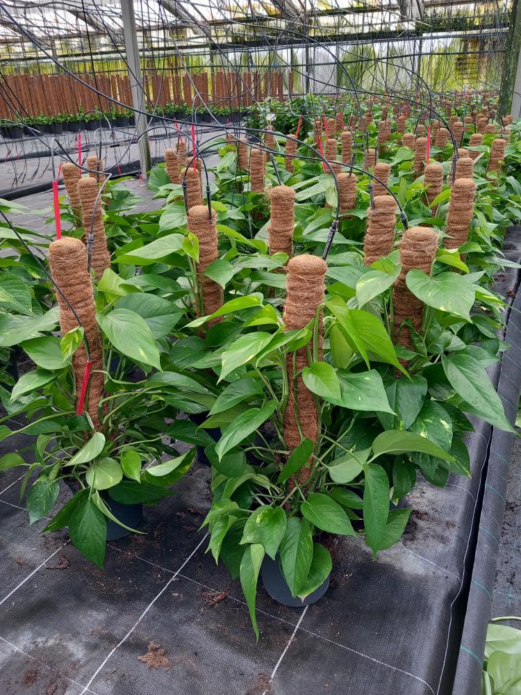 SCINDAPSUS AUREUS H60 VP17