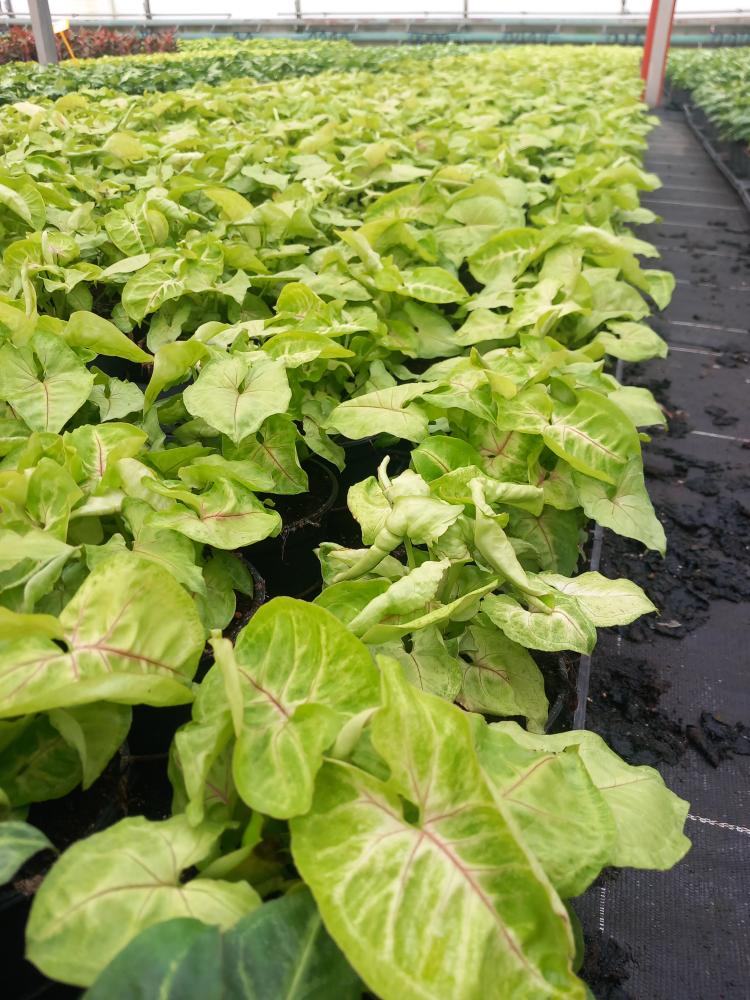 SYNGONIUM GOLDEN ALLUSION VP12