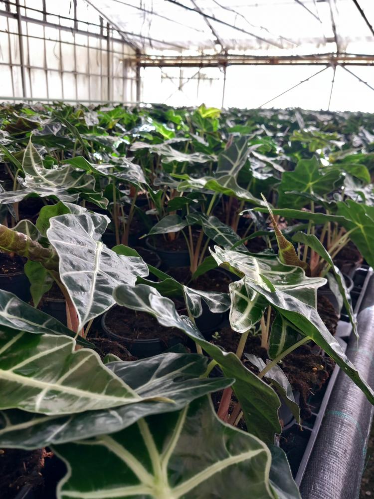 ALOCASIA POLLY VP12