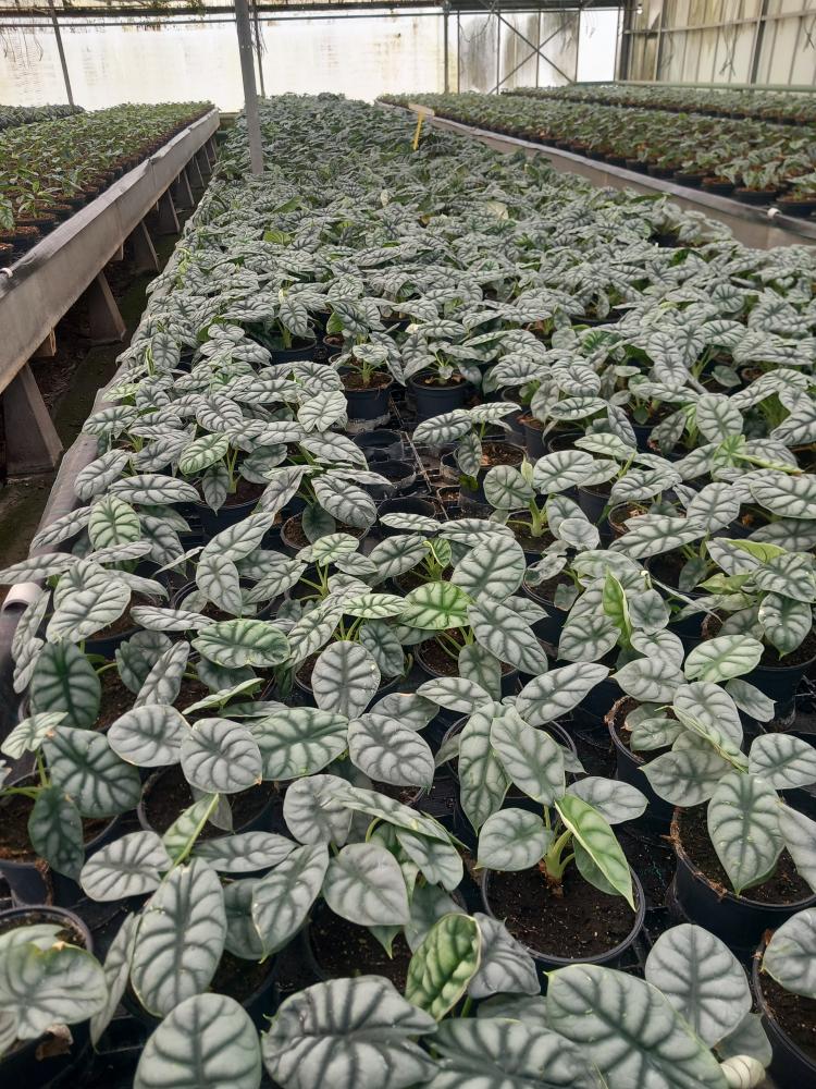 ALOCASIA S. DRAGON VP12