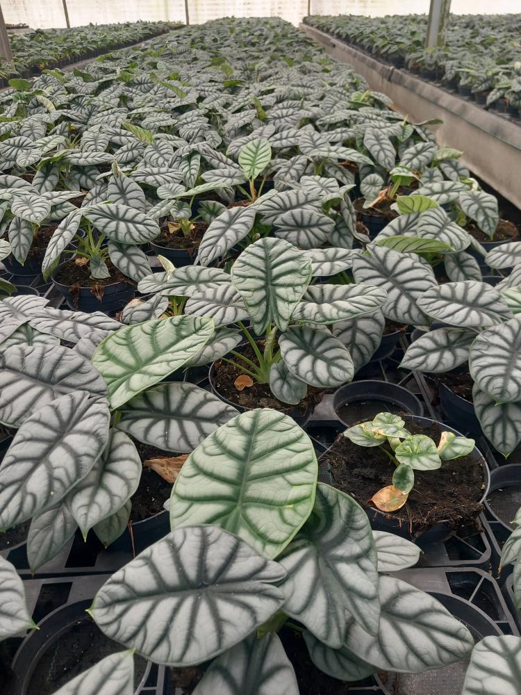 ALOCASIA S. DRAGON CP17