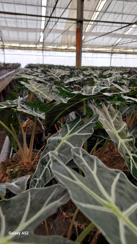 ALOCASIA A. POLLY CP17