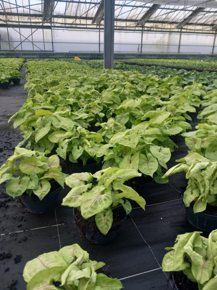 SYNGONIUM GOLDEN ALLUSION CP17