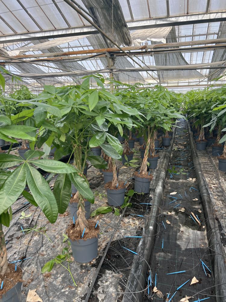 PACHIRA AQUATICA VP27