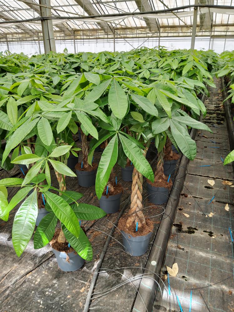 PACHIRA AQUATICA VP21