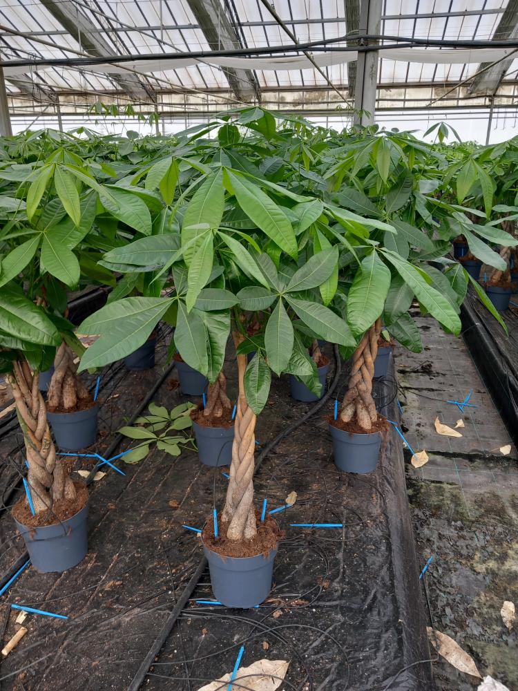 PACHIRA AQUATICA VP21