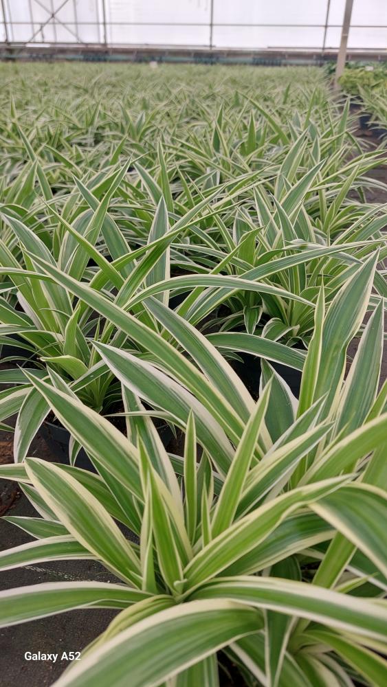 CHLOROPHYTUM VAR. CP17