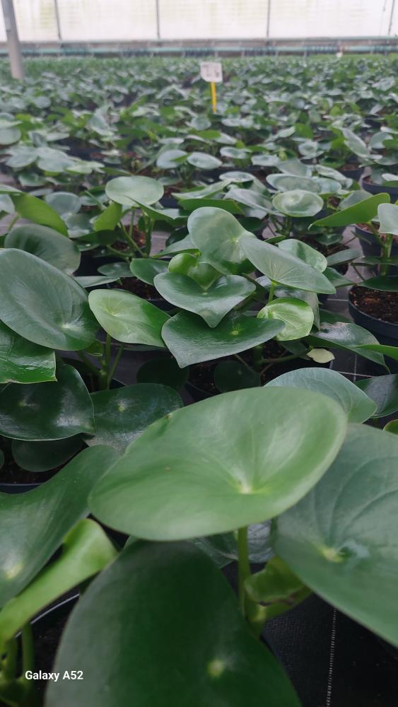 PEPEROMIA RAINDROP CP17