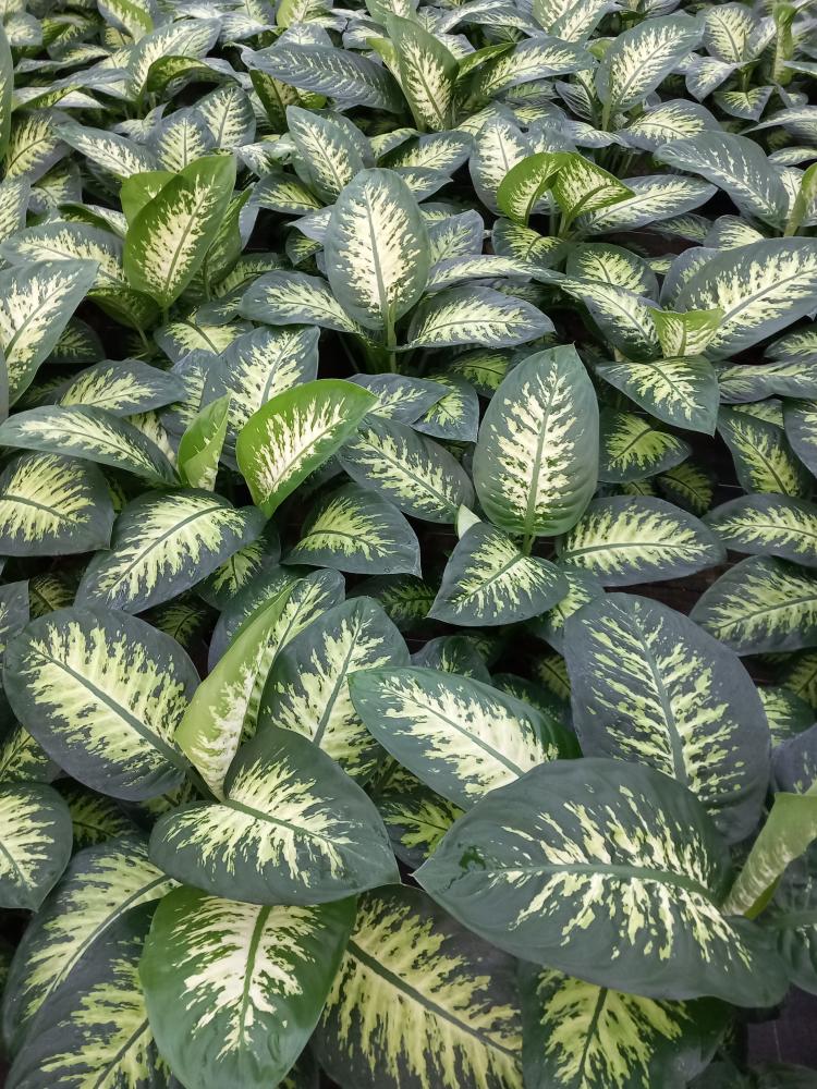 DIEFF. TROPIC SNOW 2P VP21