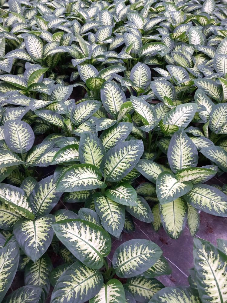 DIEFF. TROPIC SNOW 2P VP17