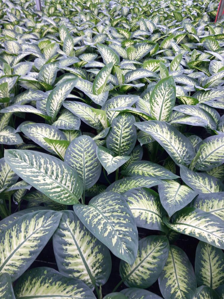 DIEFF. TROPIC SNOW 1P VP17