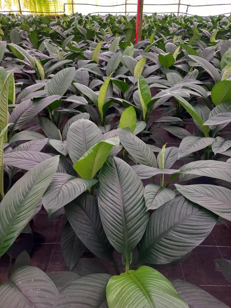 SPATHIPHYLLUM SENSATION VP21