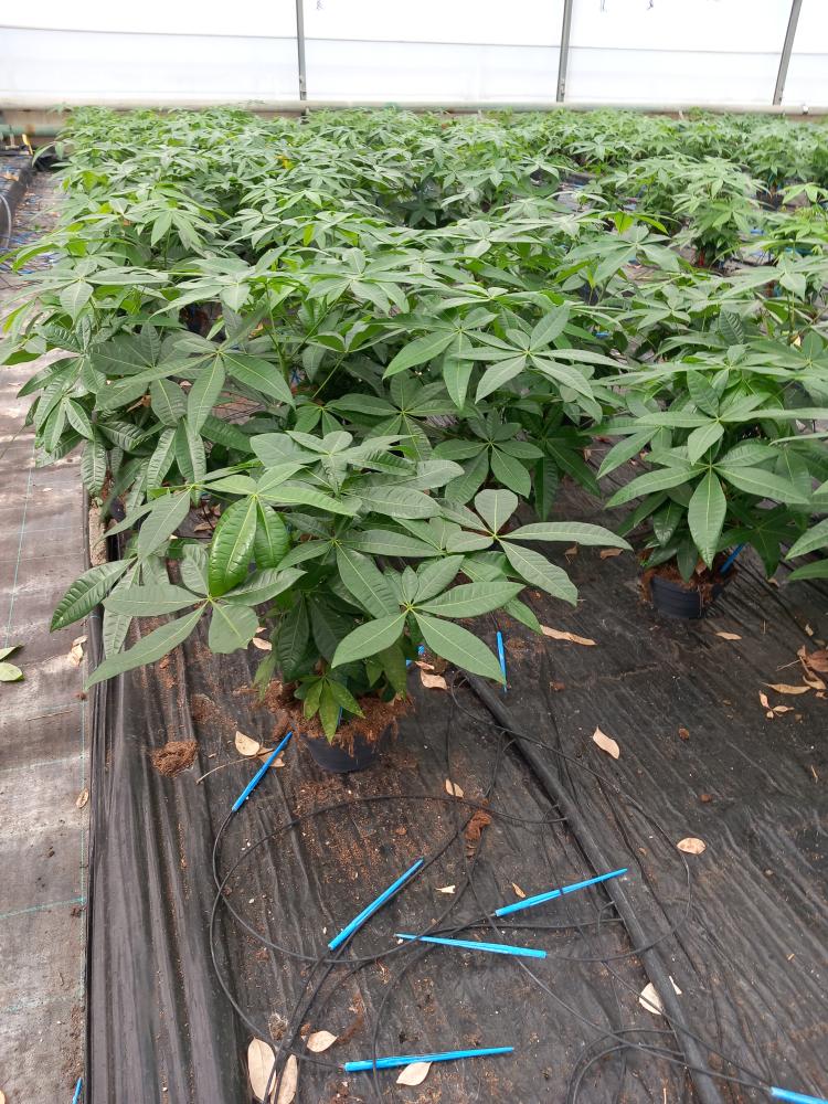 PACHIRA BONSAI 3PP CP17