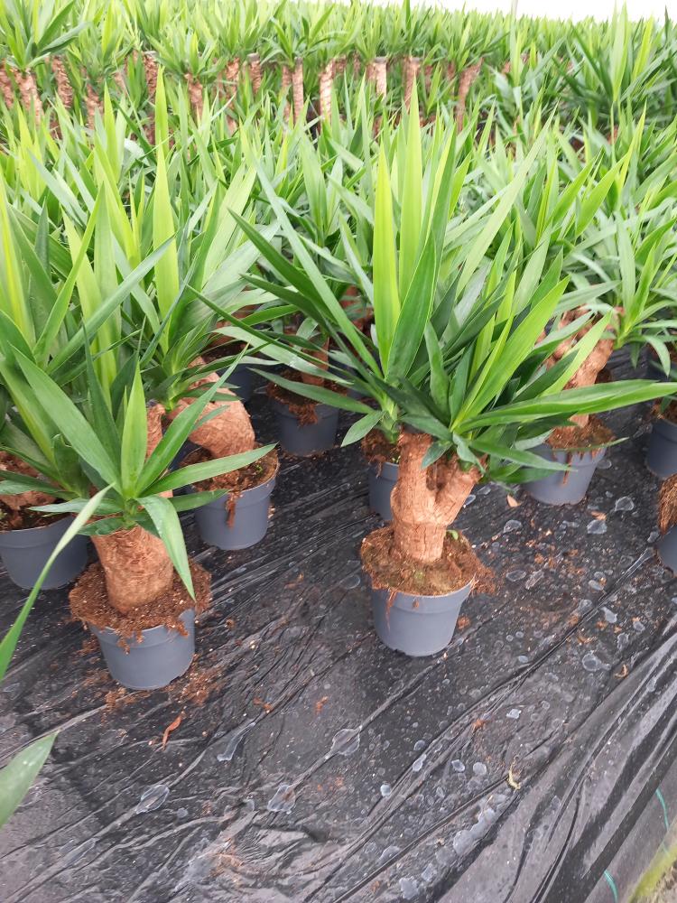 YUCCA RAMIF. VP17 H30