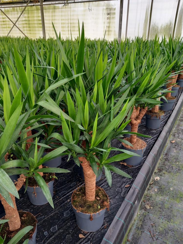 YUCCA RAMIF. VP21 H45