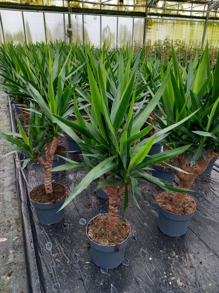 YUCCA RAMIF. VP21 H45