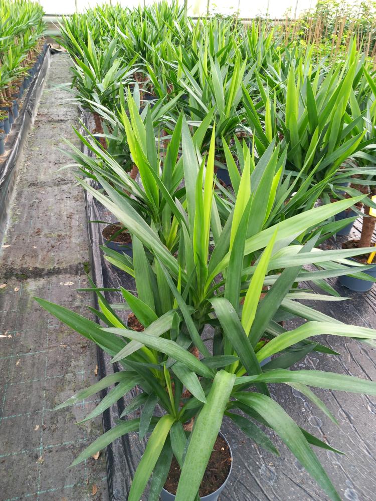 YUCCA RAMIF. VP21 H45