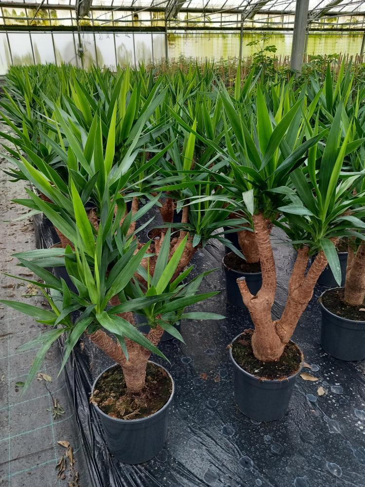 YUCCA RAMIF. VP24 H60