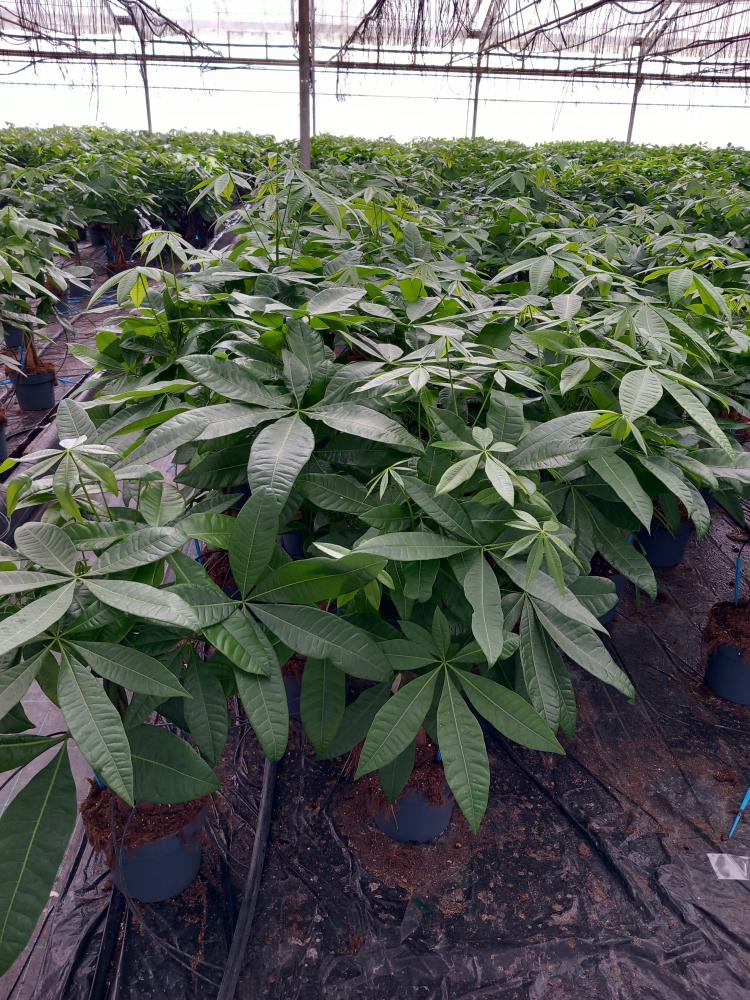 PACHIRA AQUATICA VP17