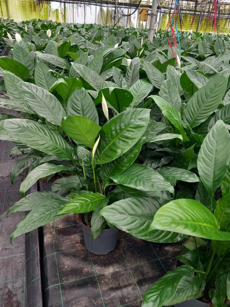 SPATHIPHYLLUM MARTINA VP21