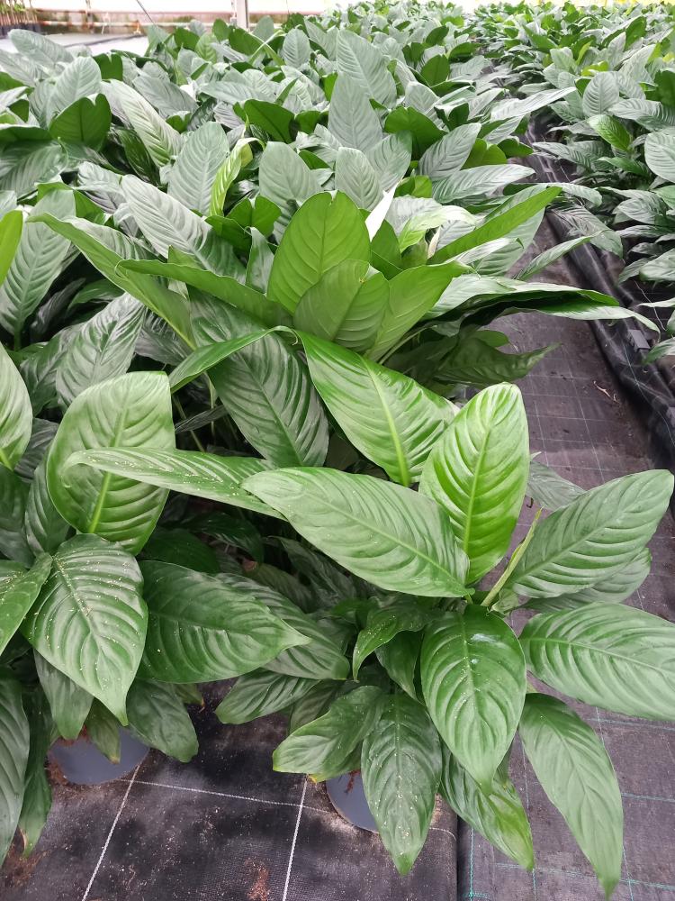 SPATHIPHYLLUM MARTINA VP21