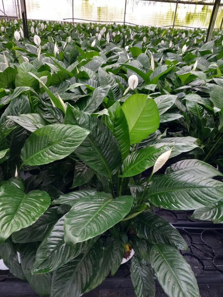 SPATHIPHYLLUM MARTINA 3P BK22