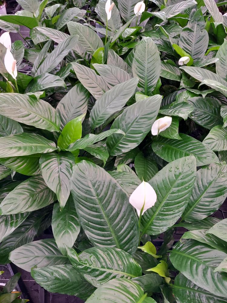 SPATHIPHYLLUM MARTINA 3P BK22