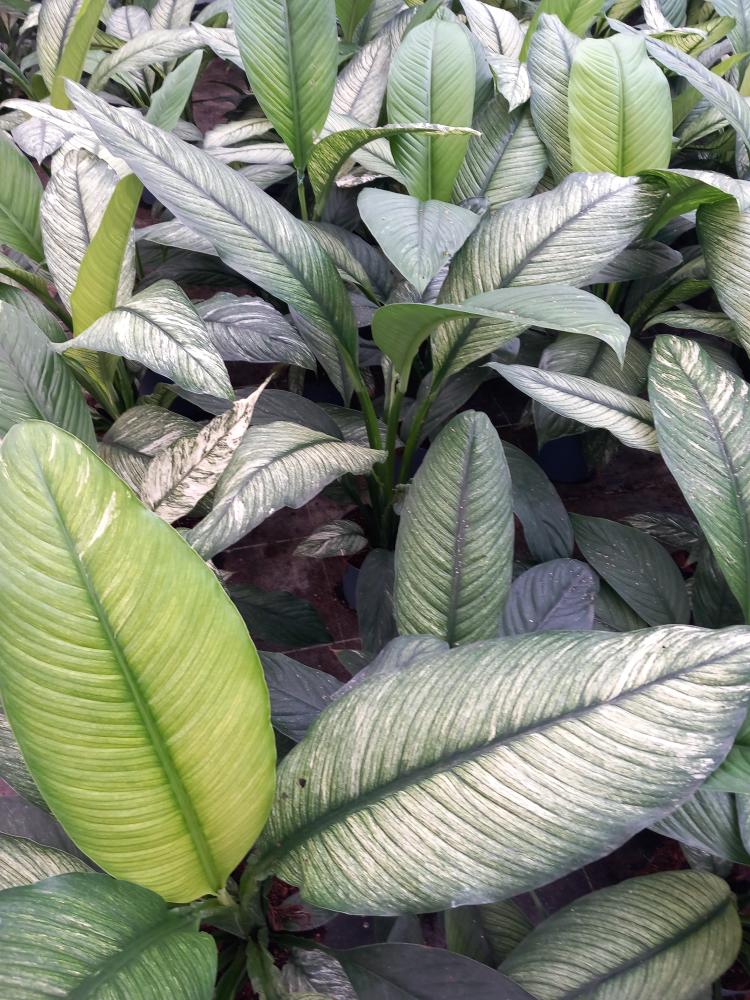 SPATHIPHYLLUM SENSATION VARIEGATO VP17