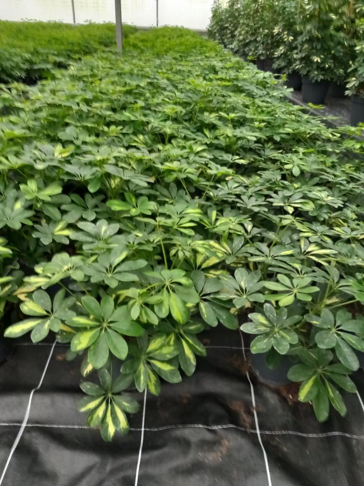 SCHEFFLERA GOLD CAPELLA 3P VP17