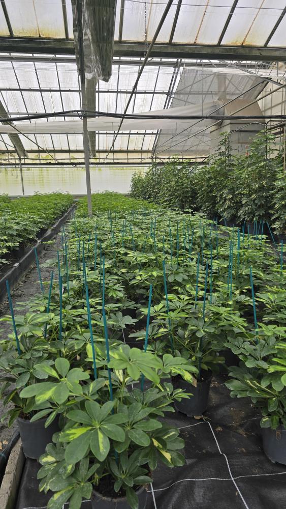 SCHEFFLERA GOLD CAPELLA 3P VP17