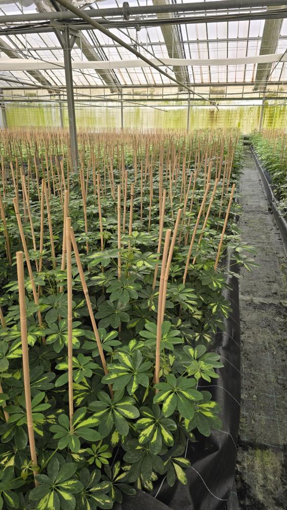 SCHEFFLERA GOLD CAPELLA 3P VP21