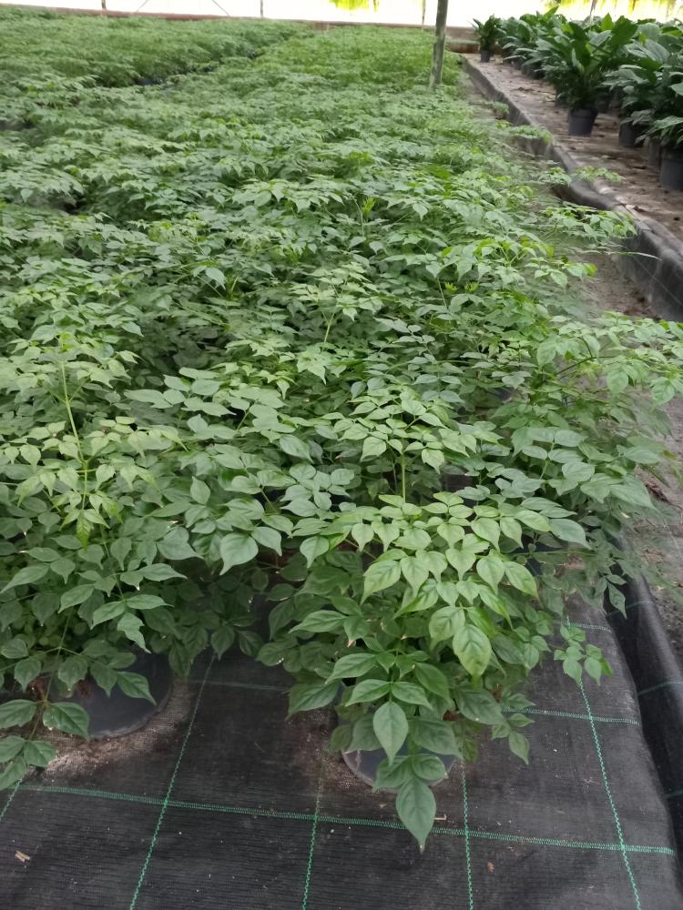 RADERMACHERA SINICA VP17