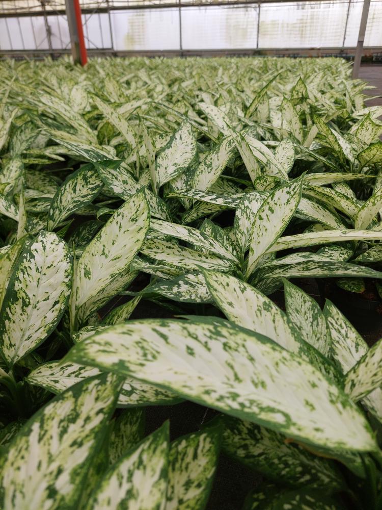 DIEFF. VESUVIO 3P CP17