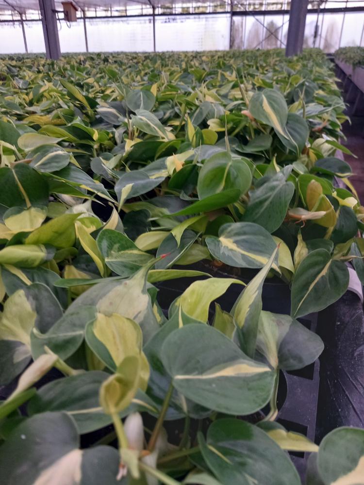 PHILODENDRON BRASIL CP17