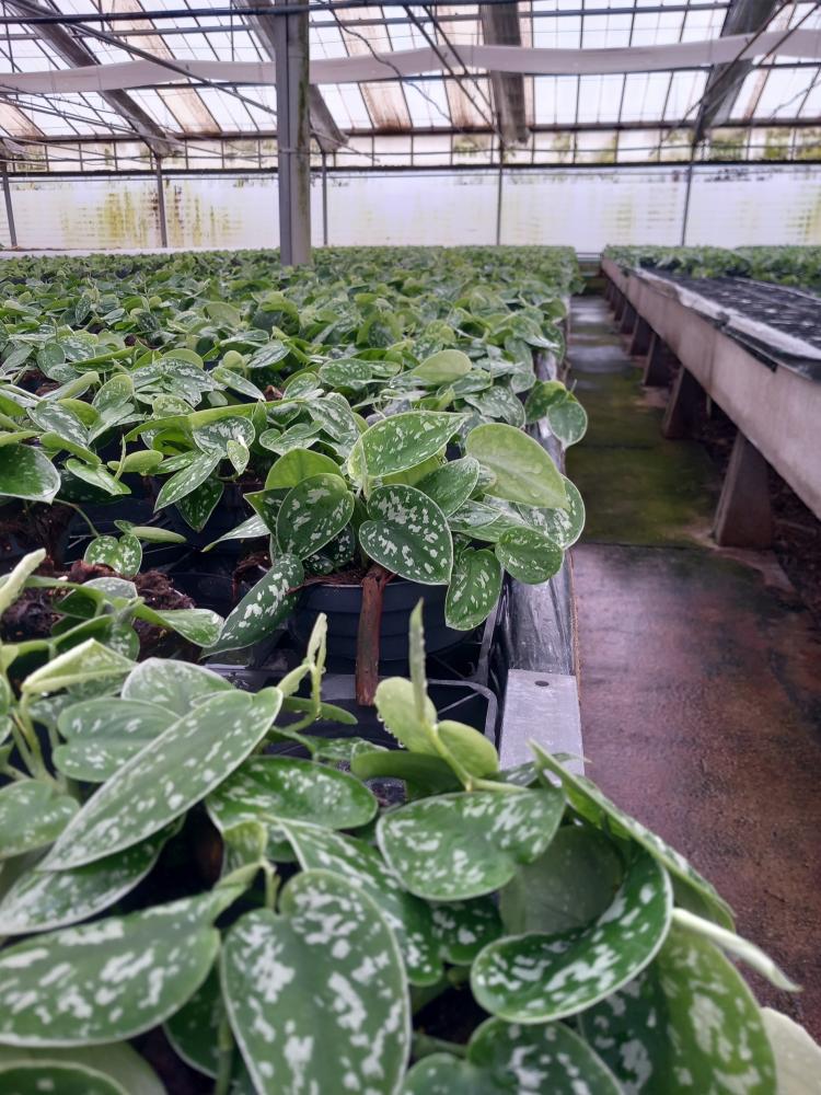 SCINDAPSUS PICTUM S. ANN CP17