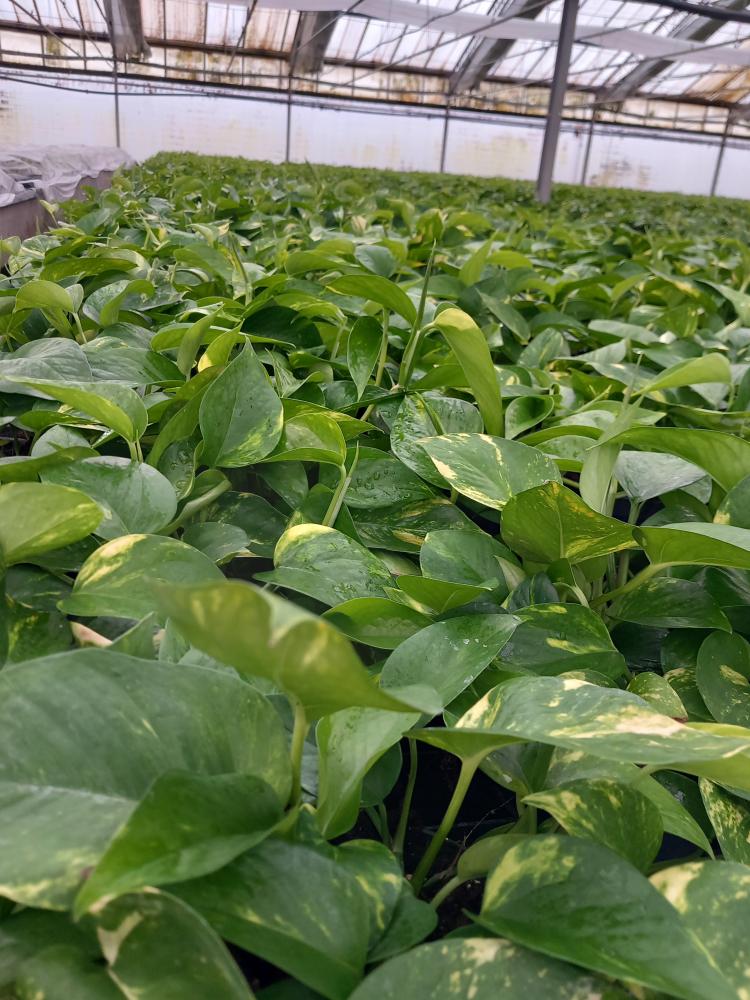 SCINDAPSUS AUREUS CP17