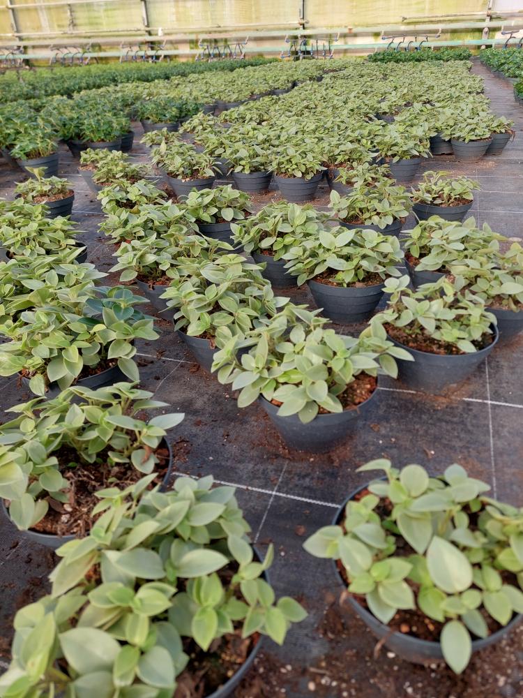 PEPEROMIA PIXIE MIX CP17