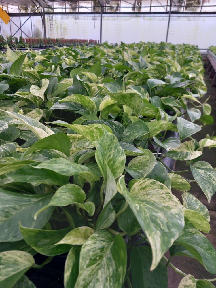 SCINDAPSUS M. QUEEN CP17