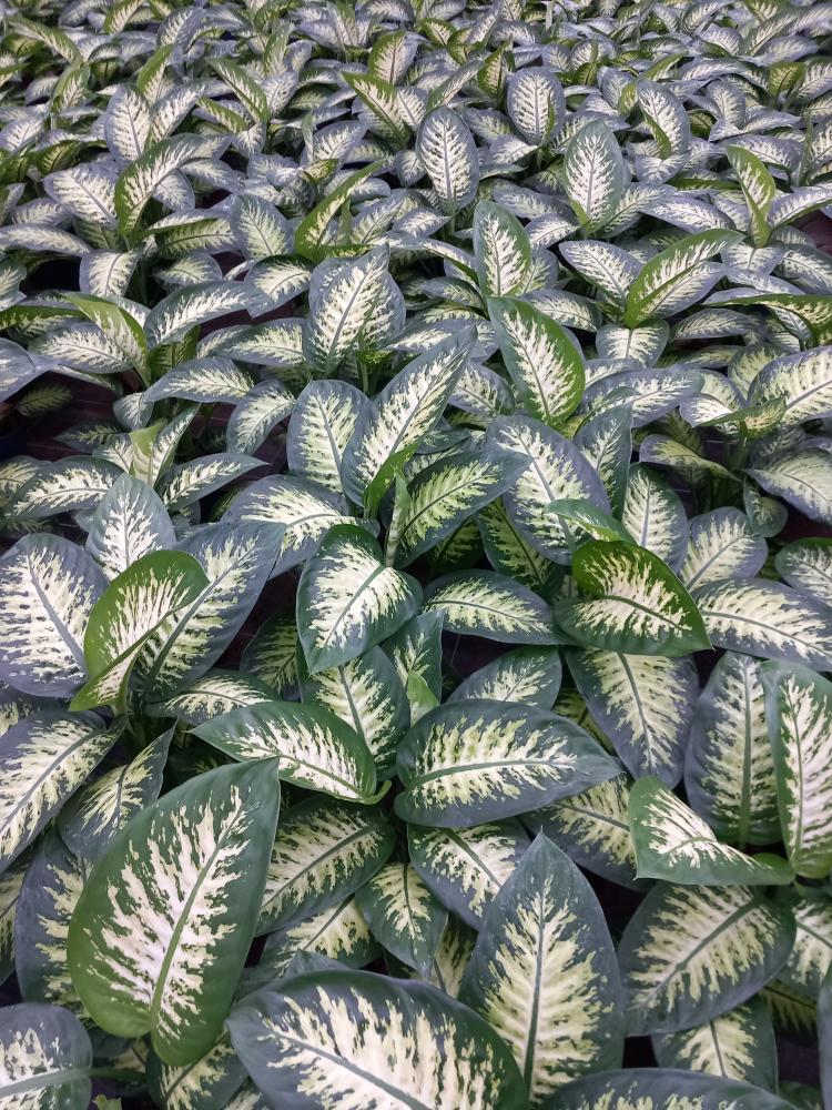 DIEFF. TROPIC SNOW 2P VP21