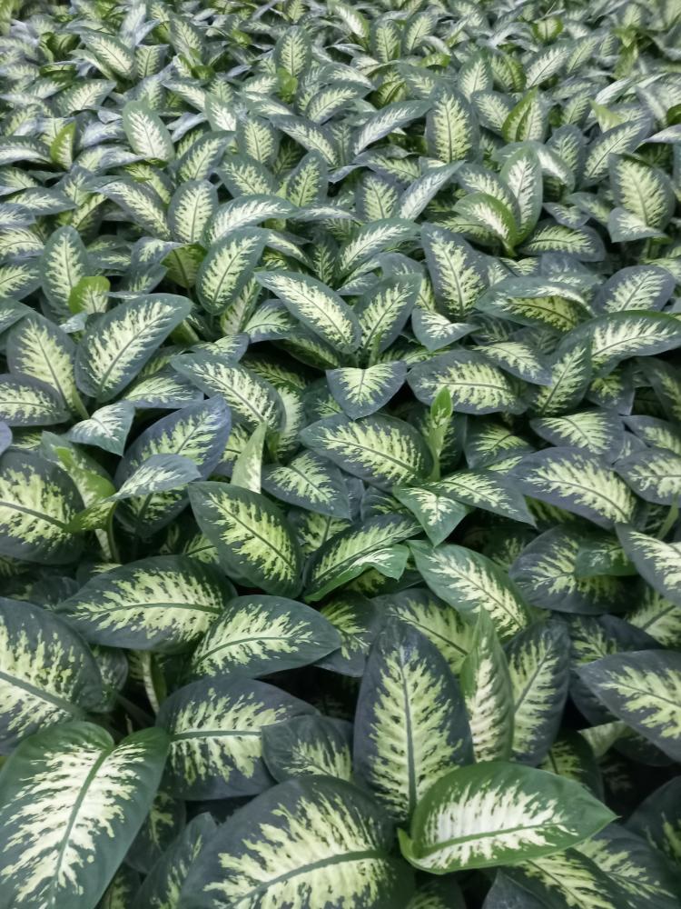 DIEFF. TROPIC SNOW 2P VP17